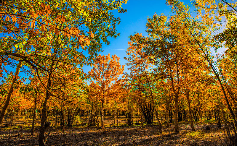 autumn colors mongolia 